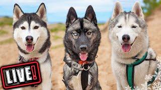 Husky Hangout LIVE  LIVE Q & A With our Siberian Huskies