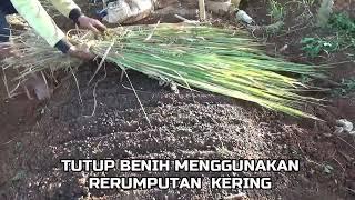 CARA CEPAT SEMAI  BENIH TOMAT RIBUAN POHON  DENGAN  SISTIM CABUT SAMPAI SIAP TANAM PART 1