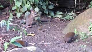 baby Pademelon