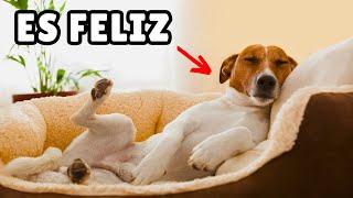 15 COSAS que hacen FELICES a los perros según la ciencia 