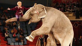 Цирковое Шоу Слоны Лошади Обезьяны   Elephants perform in the circus