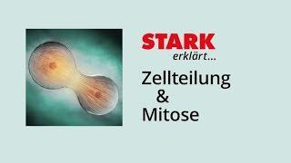 Zellzyklus und Mitose  STARK erklärt