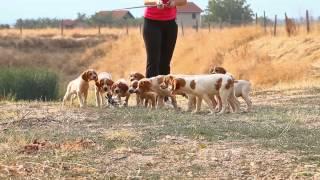 Epagneul breton - Top Heart kennel full HD