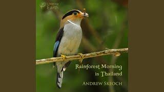 Large Scimitar Babbler