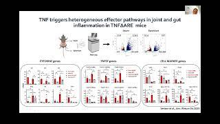 Koen Venken Modulatory roles of Tregs in gut vs joint inflammation in TNF-driven spondyloarthritis