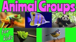 ANIMAL Groups  Animal Classification for kids   Miss Ellis #animalclassification