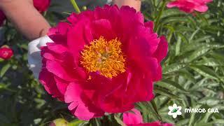 Raspberry Charm peony. Распберри Чарм пион. Пулков сад