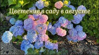 4 августа 2024 г. Цветы под музыку  в моём саду. Дача в цвету Какие цветы красивые летом.