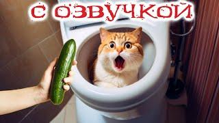 Приколы с котами КОТ ЗАСТРЯЛ Смешные коты С ОЗВУЧКОЙ Самые смешные животные