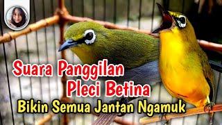 Sekali Pancing Pleci Jantan Langsung Ngamuk  Pleci Betina Birahi Memanggil Jantan