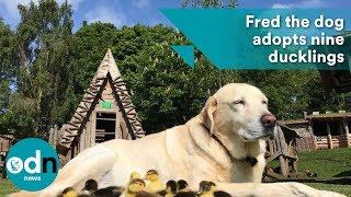 Fred the dog adopts nine adorable baby ducklings