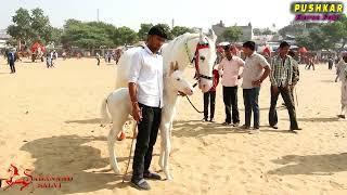 Indian Marwari Mare and Foal  @SADANAND SALVI