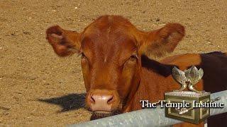 Raise a Red Heifer in Israel    לגדל פרה אדומה בארץ ישראל