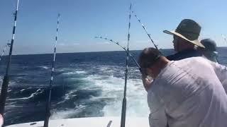 My First Dorado on the Tuna Bite out of Los Suenos