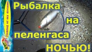 Рыбалка на пеленгасаКак поймать пеленгаса ночью?Отчёт