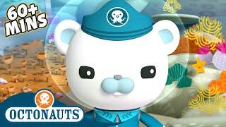 Octonauts - Tropical Adventure  60 Mins+  Cartoons for Kids  Underwater Sea Education