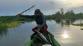 ikan toman dan tapah m4tttii kelamaan di tajur#133