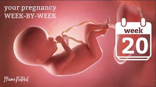 20 Weeks Pregnant - Natural Pregnancy Week-By-Week