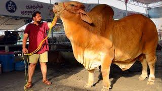 The World Biggest Bull Qurbani In Pakistan Bakra Eid 2024   Part 1  Hsn Entertainment