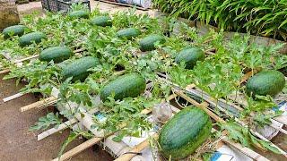 The method of growing watermelon the whole world does not know the fruit is too big and sweet