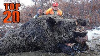 TOP 20 AMAZING WILD BOAR HUNTS BEST HUNTING SCENES Unforgettable moments hog pig wild life