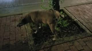 Stray dog peeing on tree