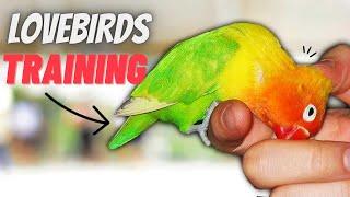 How to TRAIN Your LoveBird Parrot  7 TIPS