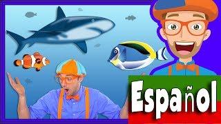 En el Acuario con Blippi Español  Peces para Niños y Infantil