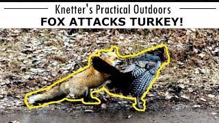 FOX ATTACKS TURKEY