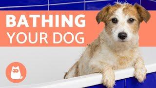 How Often Should I Bathe My Dog?