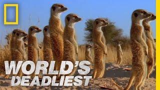 Meerkats Mob Rule  Worlds Deadliest