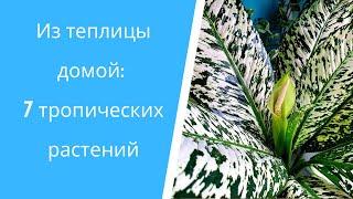 Распаковка посылки 7 тропических растений для домашних джунглей