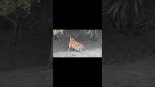 #Sunderban #Tiger #bnhs camp