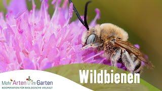 Mehr Arten im Garten - Wildbienen - Folge 1