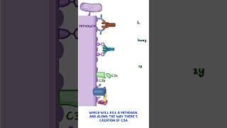 Clinical Cuts Complement system