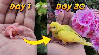 Baby Budgie Growth Stages  baby bird time lapse