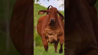 Huge Big Red Cow  Wildlife Journey #shorts #cow #viral