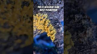 Pulsing Plasmodium Acellular Slime Mold Myxomycota In Time Lapse Motion Last Of Us Intro