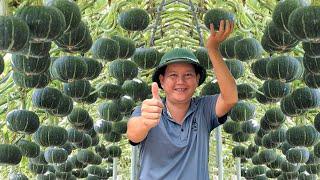 Japanese Pumpkin Super Delicious And Easy Grow Why Didnt I Know About It Sooner