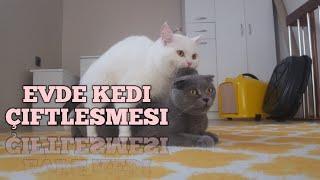 Evde Kedi Çiftleşmesi Nasıl Yapılır ? Кот Вторая вязка  Scottish British Cats Mating