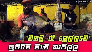 Amazing Fish Cutting At Negombo Night Fish Market Sri Lanka