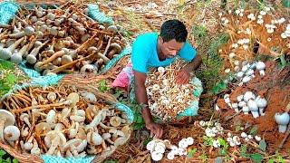 Village Hunter Biggest Find Mushrooms In The Wild To Cooking and Eat Delicious