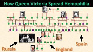 Family Tree How Queen Victoria Spread Hemophilia into European Royalty & Their Tragic Deaths