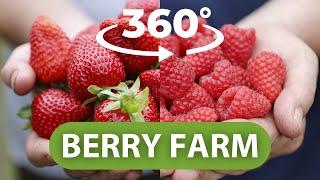 Berry 360