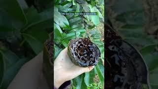 Learn about Black Sapote