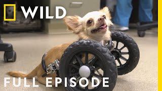 Rescue Dogs Rule Full Episode  Unlikely Animal Friends