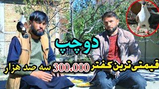 دوچپ واقعی  قیمتی ترین کفتر 300000 سه صد هزار  کفتر نایاب   Most Expensive pigeon in the world