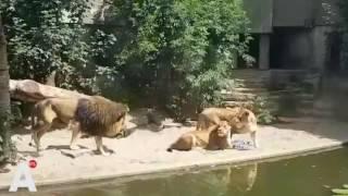 Leeuw is reiger te snel af in Artis