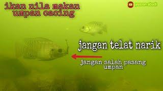 CARA IKAN NILA MAKAN UMPAN CACING  waduk greneng