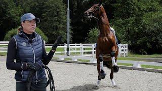 Pferd geht los und will steigen - Offenes Ende für Joey  Jungpferdeausbildung